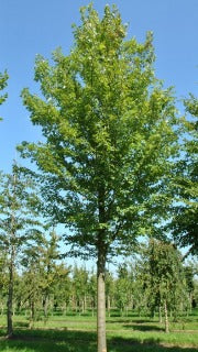Acer x Freemanii Celebration 'Celzam' (Celebration Maple)